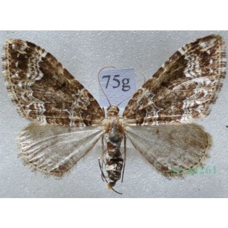 Lampropteryx suffumata (Denis & Schiffermüller, 1775) Paśnik pachniczek Czech75g
